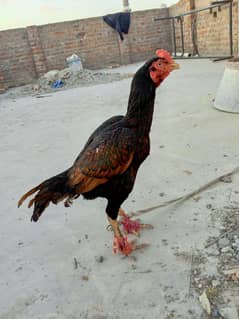 madi para ,lakha patha, top quality aseel chicks