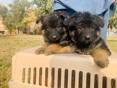 German shepherd puppies Long Coat