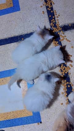 white persian kittens