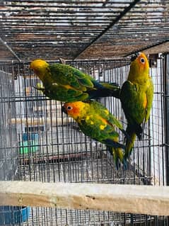 7-8 months Sun  Conure piece