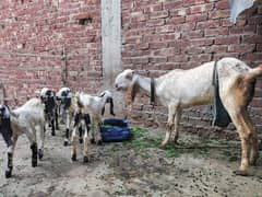 Goats and her four baby بکری اور چار بچے