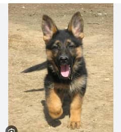 German shepherd Long Coat Male & Female  For Sale 03463649736 WhatsApp