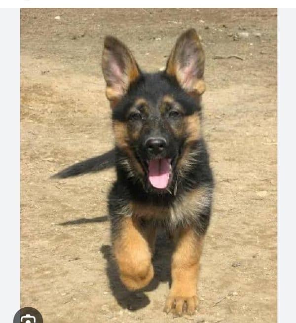 German shepherd Long Coat Male & Female  For Sale 03463649736 WhatsApp 0