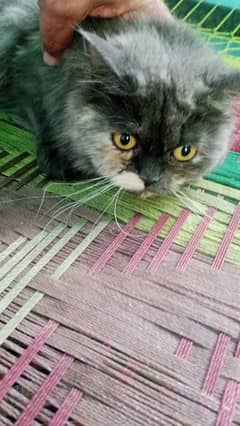 Persian cat for sale male or female my WhatsApp 0323=19=41=719