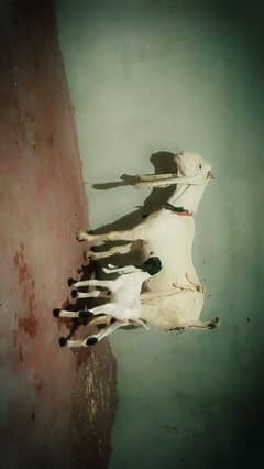 6dant bakri female kid. kid age5day bakri time ke 1kg ke qareb dhod h