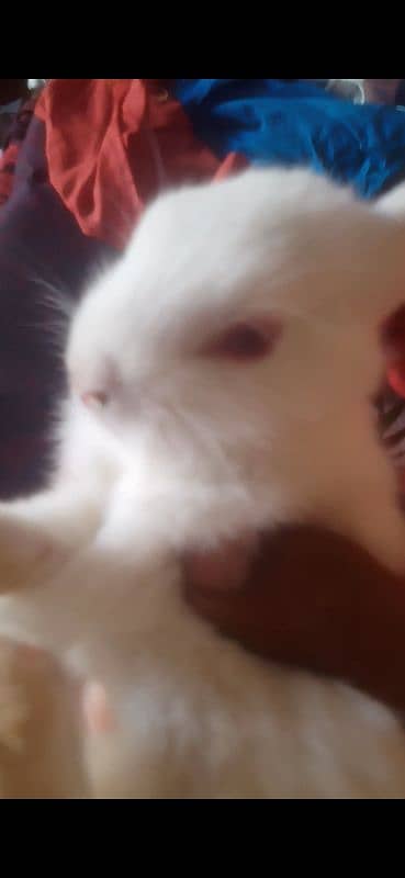 white red eye rabbits baby pairs avialable 3