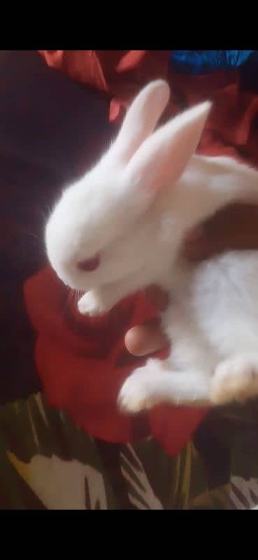 white red eye rabbits baby pairs avialable 5