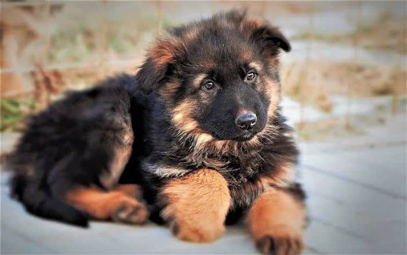 German shepherd puppies Double CoatMy WhatsApp number 03001868066 0