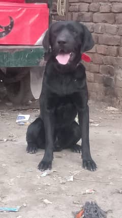 10 Month Old Labrador Male Puppy