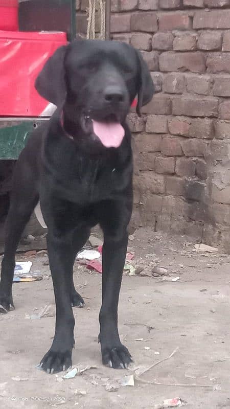 10 Month Old Labrador Male Puppy 1