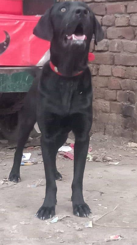 10 Month Old Labrador Male Puppy 2