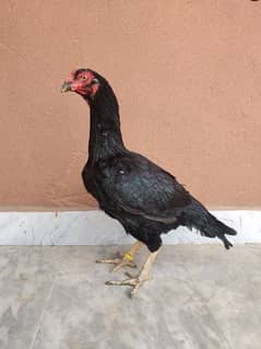 kaali mushki female