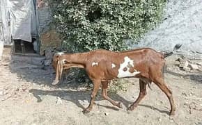 Desi bakri available contact 03097758859 what's app