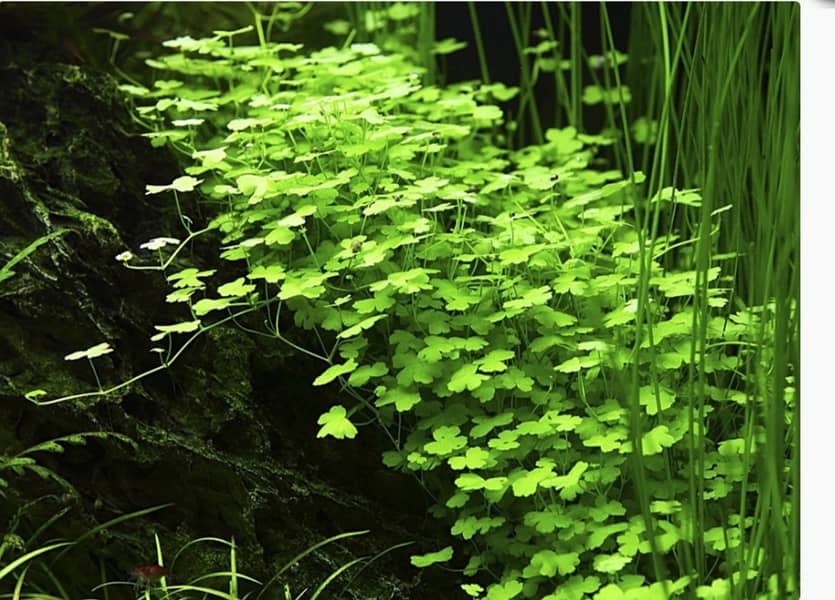 Aquarium River Sand and Aquatic plant for aquarium 4