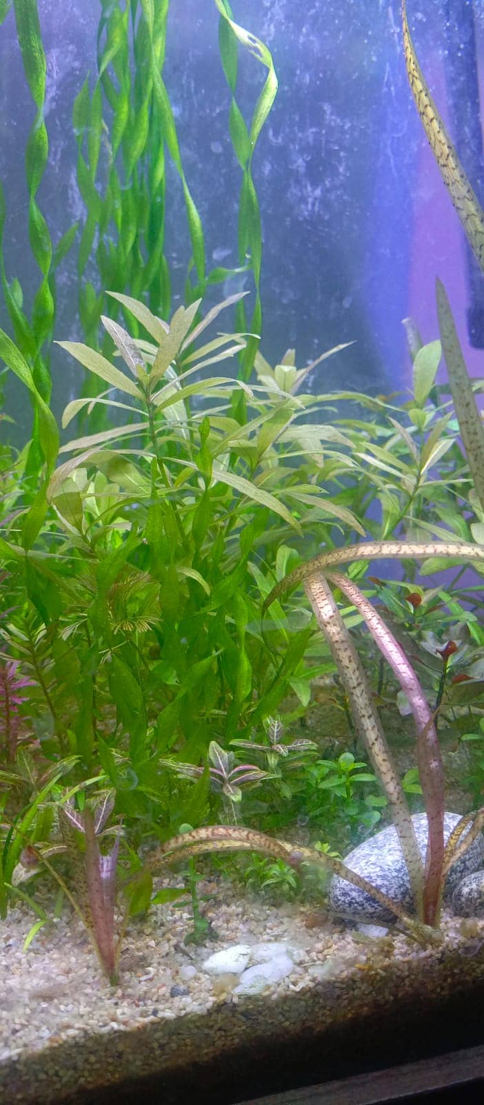 Aquarium River Sand and Aquatic plant for aquarium 5