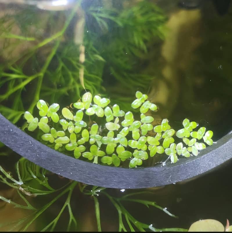 Aquarium River Sand and Aquatic plant for aquarium 6