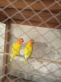 love bird pair for sale