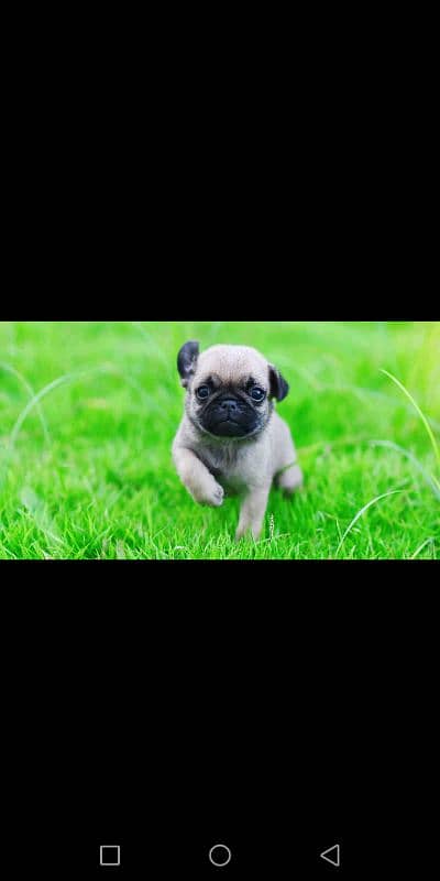 pug puppy for sale 0