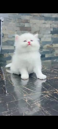 Persian cat for sale male or female my WhatsApp 0323=19=41=719