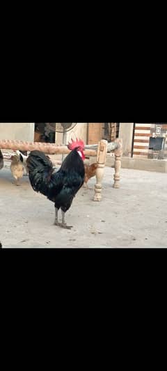 black Australorp breeder set egg laying