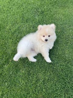 Miniature pomeranian puppies