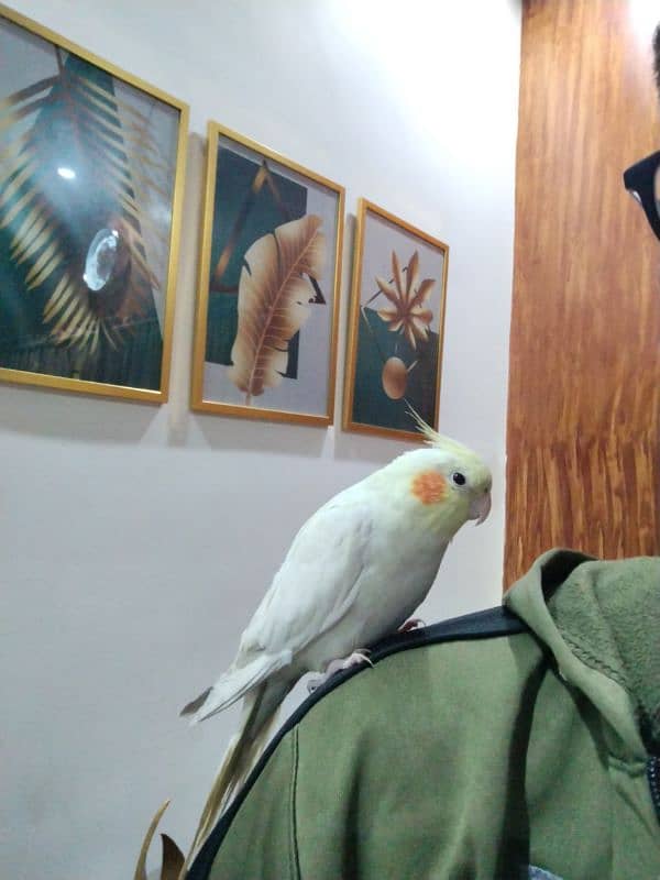 Cockatiel Pair hand tamed (with cage) 0