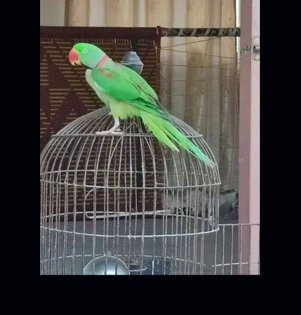 Male Parrot 0