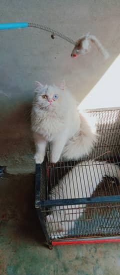 Persian Trippel cotted odd eyes Female | Persian cat | odd eyes cat