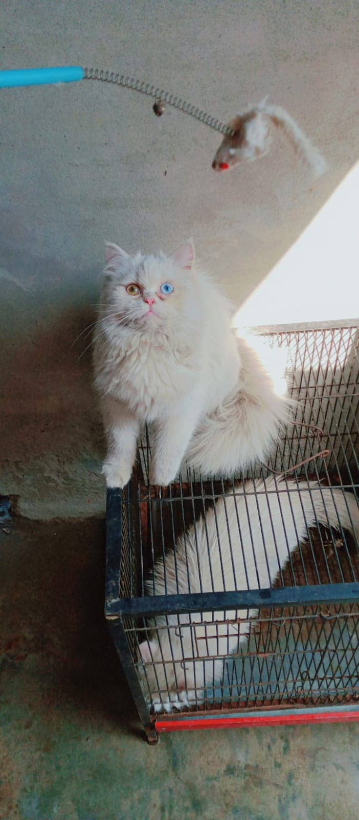 Persian Trippel cotted odd eyes Female | Persian cat | odd eyes cat 0