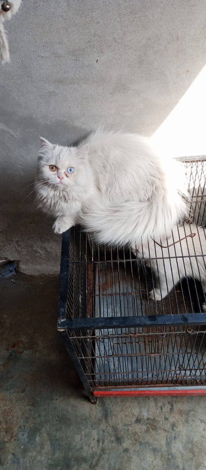 Persian Trippel cotted odd eyes Female | Persian cat | odd eyes cat 1