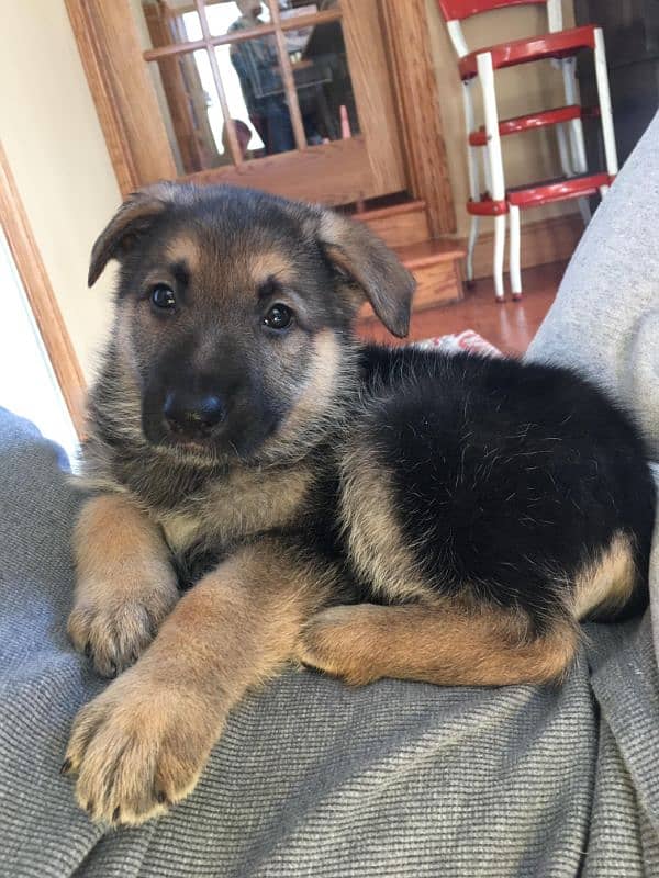 German shepherd Long Coat Male & Female  For Sale 03463649736 WhatsApp 0