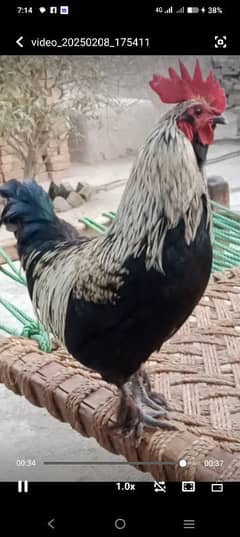 Bantam fancy birds (male)