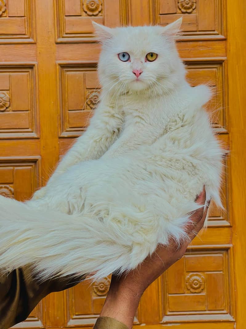 Persian Trippel cotted odd eyes male | Persian cat | odd eyes cat 1