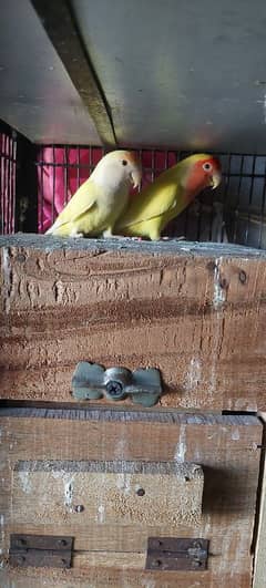 Love bird for sale