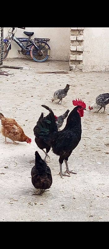 Snow white Bantam, australorp egg laying n fayumie 15