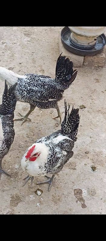 Snow white Bantam, australorp egg laying n fayumie 17