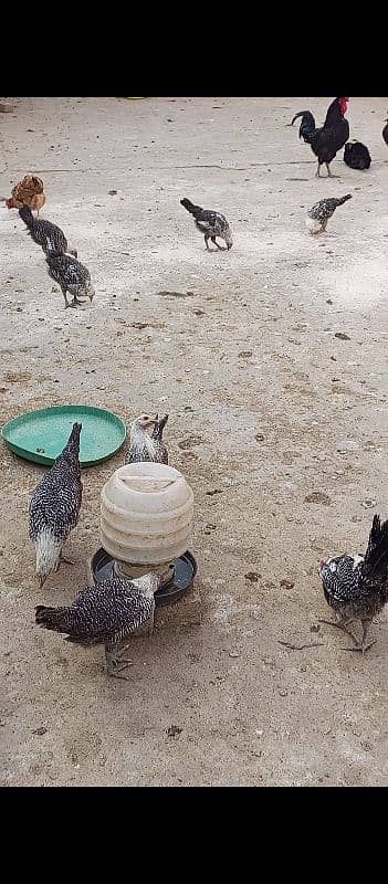 Snow white Bantam, australorp egg laying n fayumie 18