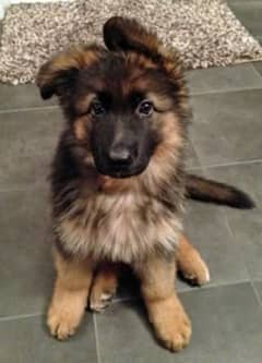 German shepherd Long Coat Male & Female  For Sale 03463649736 WhatsApp