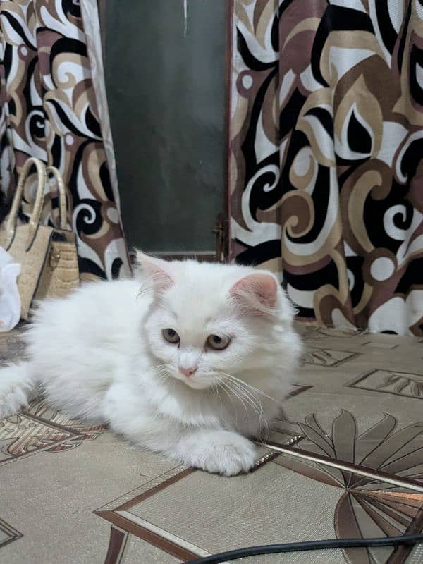 white Persian cat 0