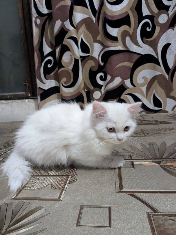 white Persian cat 1