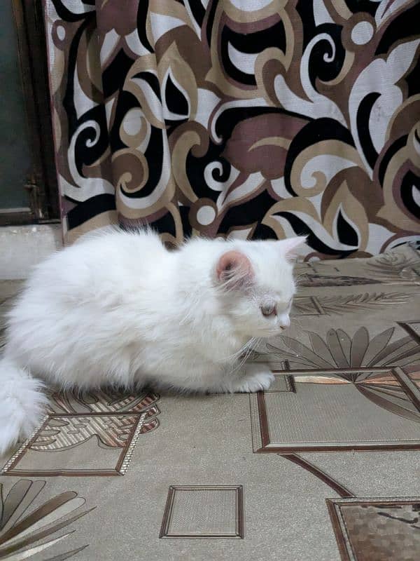 white Persian cat 2