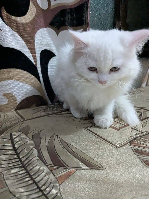 white Persian cat 3