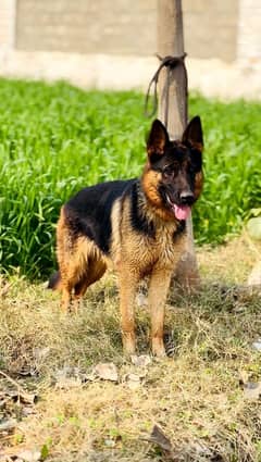 German shepherd stock coat black Mask German Female for sale