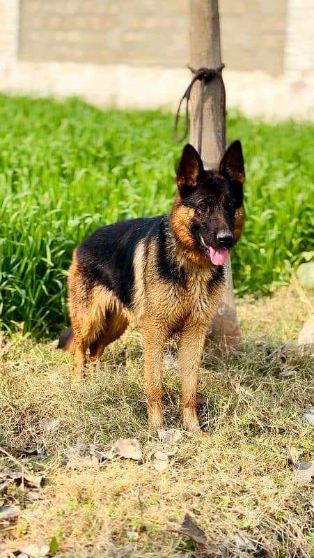 German Shepherd Female Dog for Sale 03125139482 whatsapp 0