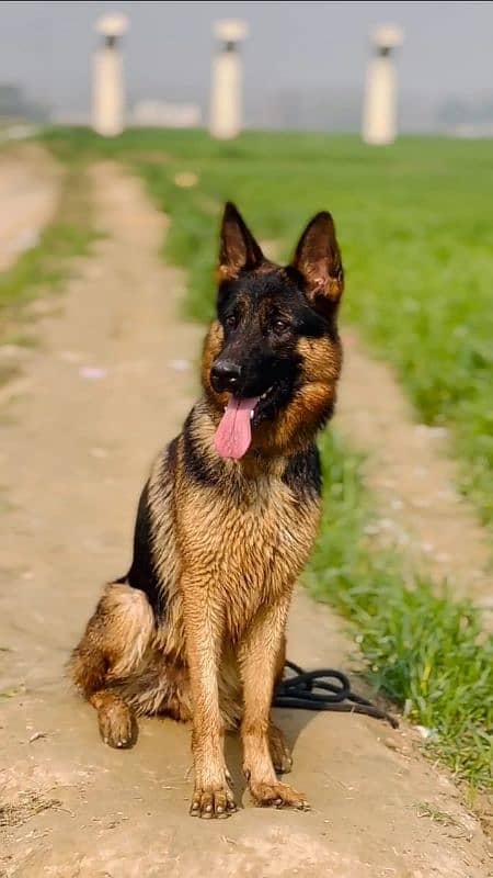 German Shepherd Female Dog for Sale 03125139482 whatsapp 1