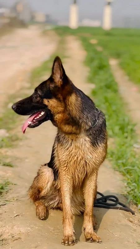 German Shepherd Female Dog for Sale 03125139482 whatsapp 2