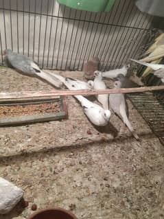 Simple dove breeder pairs.