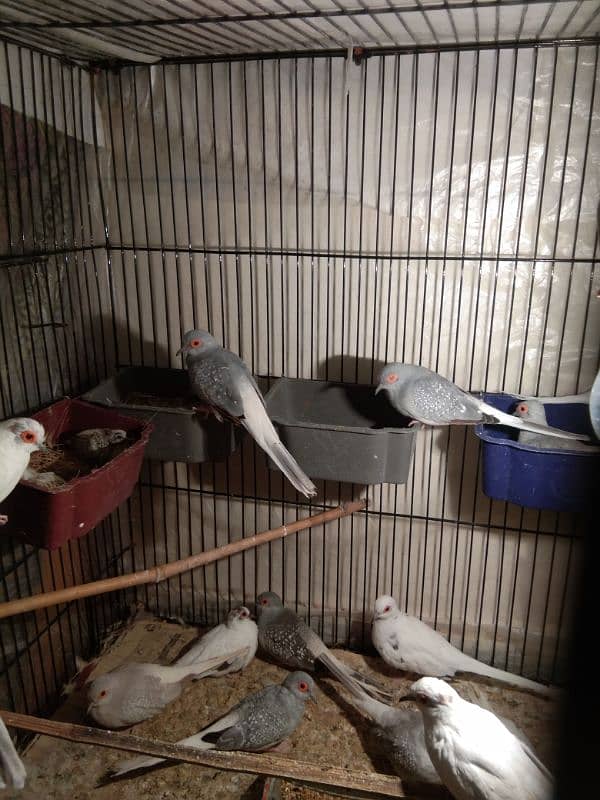 Simple dove breeder pairs. 3