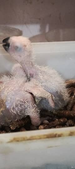 grey parrot chick's available