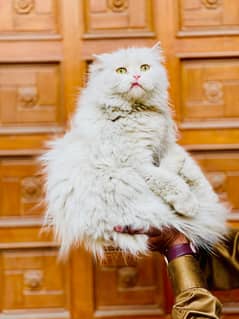 Persian Trippel cotted  Female | Persian cat | Female cat